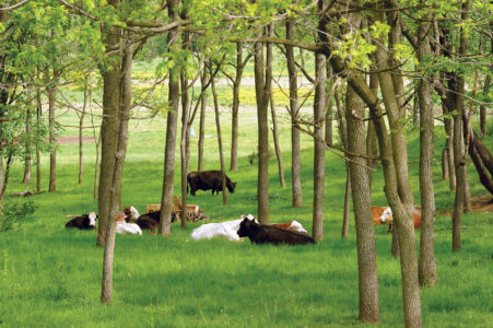 Animal Welfare: Tips for Successful Livestock Farming Image